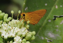 Cupitha purreea