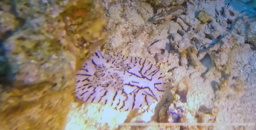 Halgerda paulayi — seen at this dive site