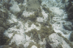 Haemulon carbonarium