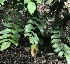 Berberis × hortensis