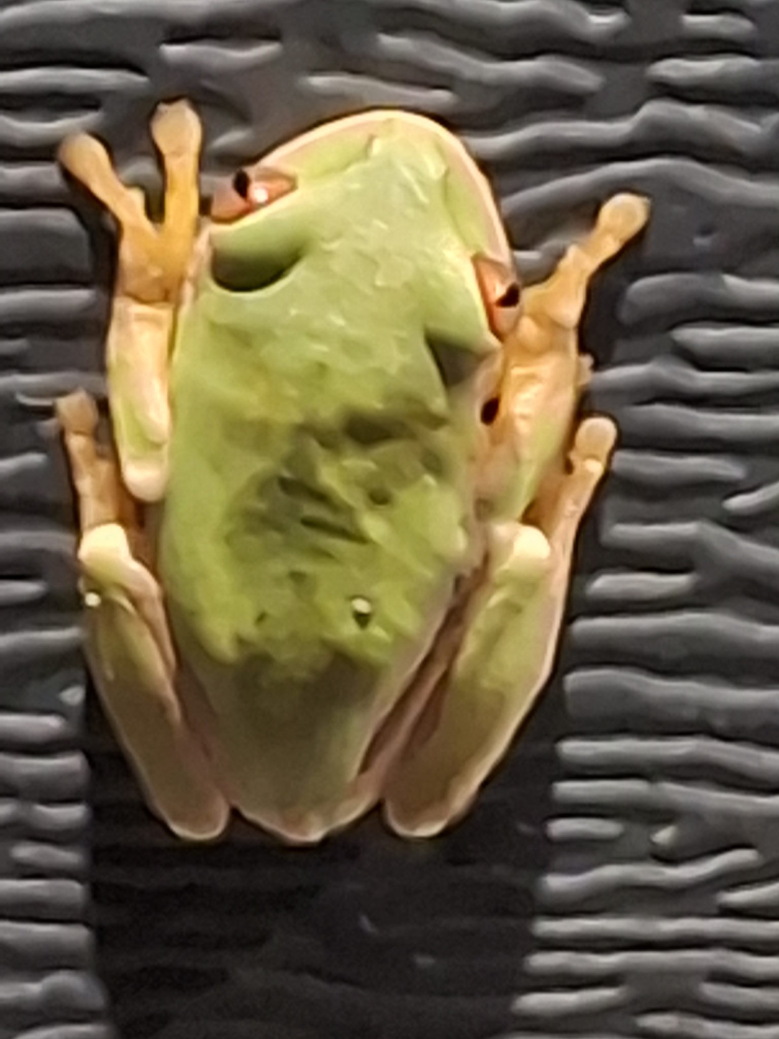 Leptopelis natalensis (Smith, 1849)