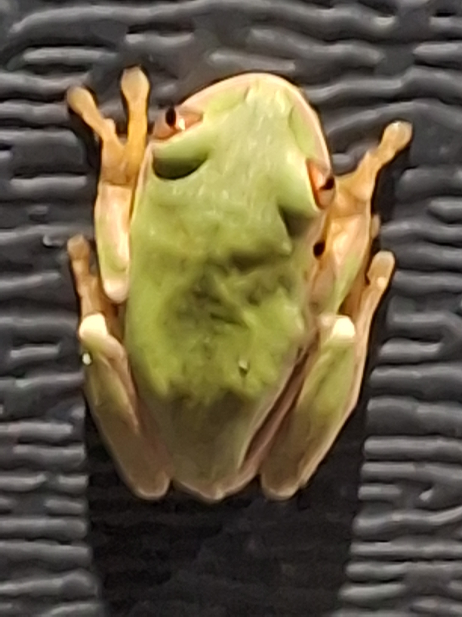 Leptopelis natalensis (Smith, 1849)