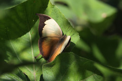 Consul electra electra