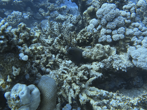 Gymnothorax javanicus