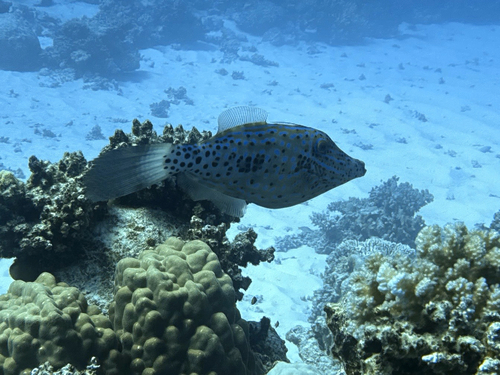 Aluterus scriptus