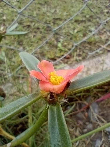 Portulaca cryptopetala, photograph 3