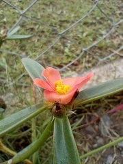 Portulaca cryptopetala, photograph (c) Carla Florencia Rodríguez, some rights reserved (CC BY)