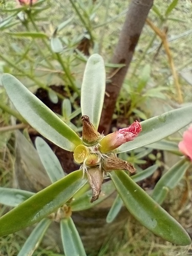 Portulaca cryptopetala, photograph 1