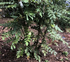 Berberis × hortensis