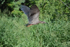 Theristicus caerulescens