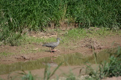 Theristicus caerulescens
