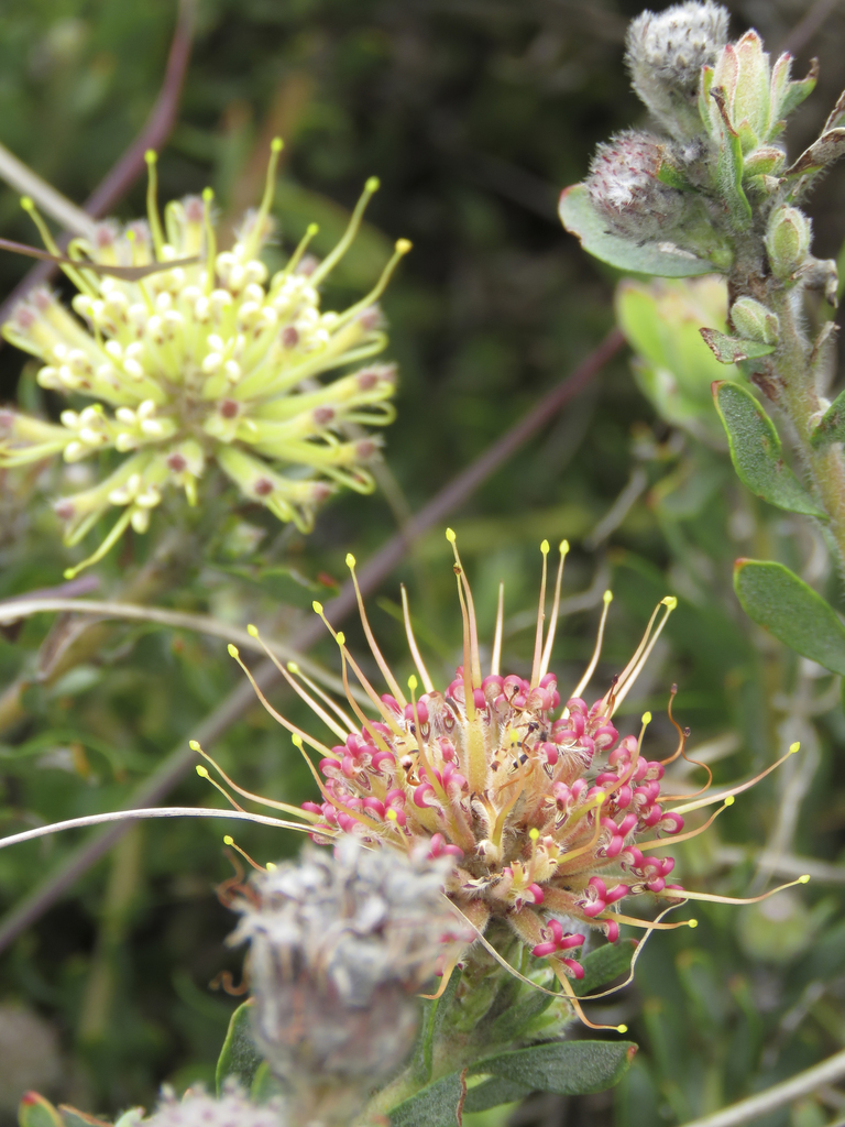 Trident Pincushion