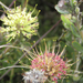 Leucospermum heterophyllum - Photo (c) botanicexpedition2019nl-saf,  זכויות יוצרים חלקיות (CC BY-NC-ND), הועלה על ידי botanicexpedition2019nl-saf