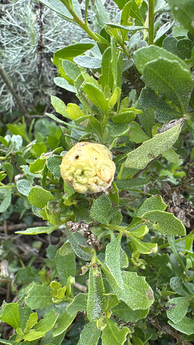 Unknown species found near Point Lobos, Carmel, CA, US