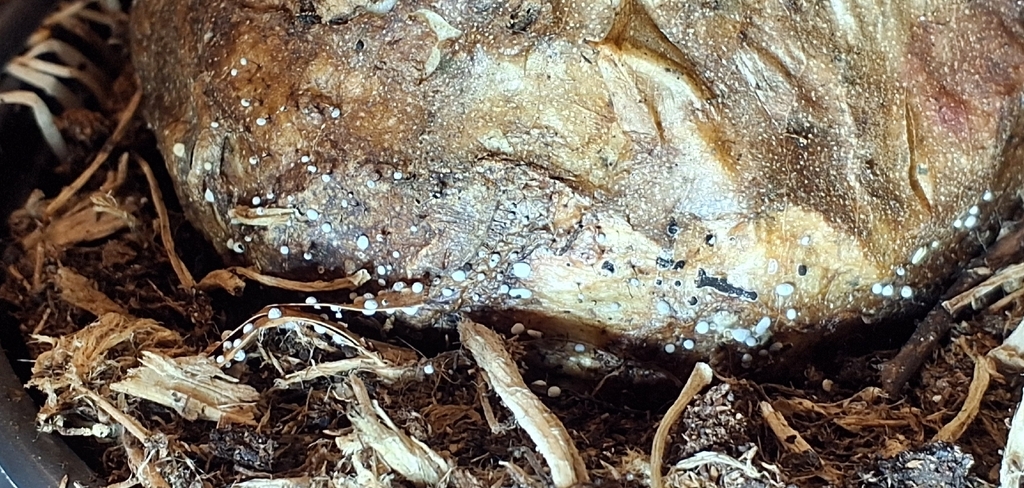 Didymium annulisporum