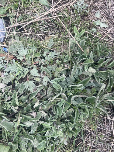 Acaulimalva weberbaueri (Acaulimalva weberbaueri)
