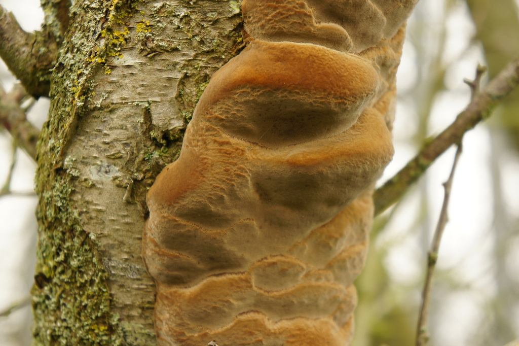 Phellinus pomaceus · March 2026 · photo: © alexswift (iNaturalist, cc-by)