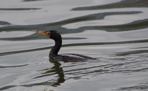 Reed Cormorant