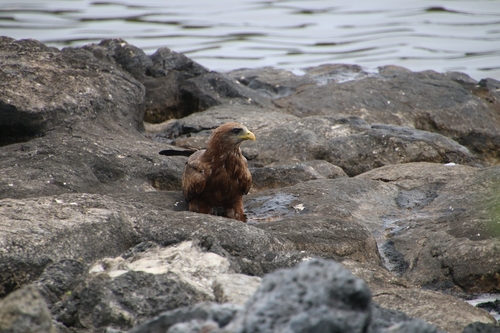 Black Kite
