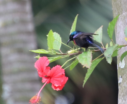 Red-chested Sunbird