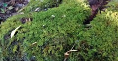 Thuidiopsis