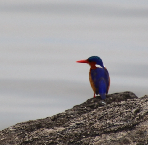 Malachite Kingfisher