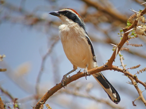 Red-naped Bushshrike