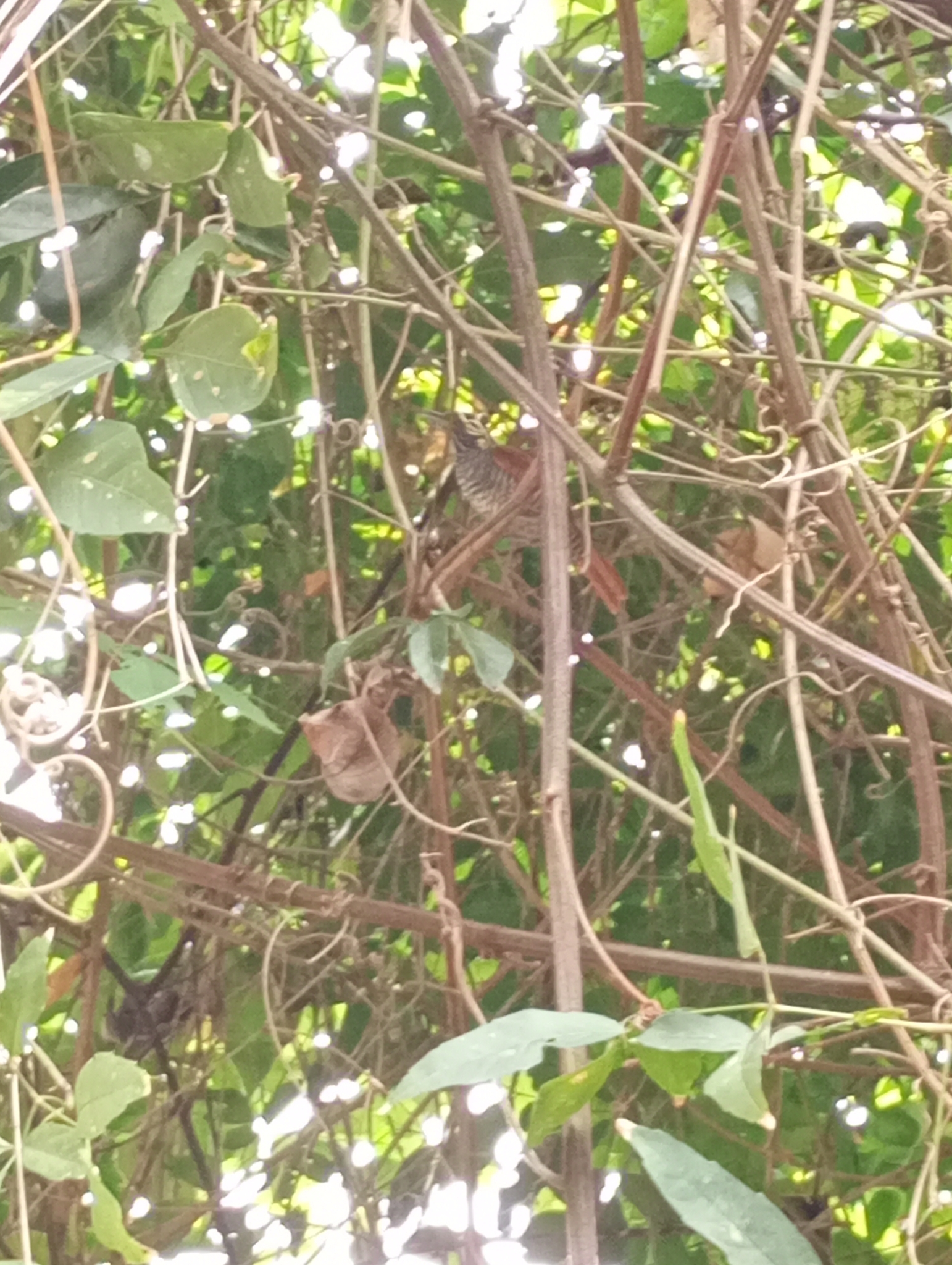 Chestnut-backed Antshrike (Thamnophilus palliatus), photo 3