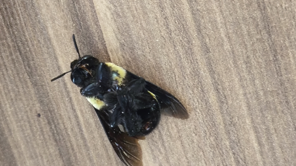 Brazilian Bumble Bee from Gleba do Pêssego, São Paulo - SP, 03952 ...