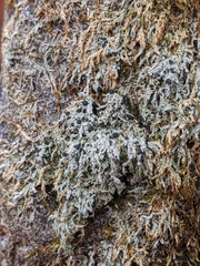 Bilimbia sabuletorum