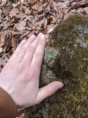 Bilimbia sabuletorum