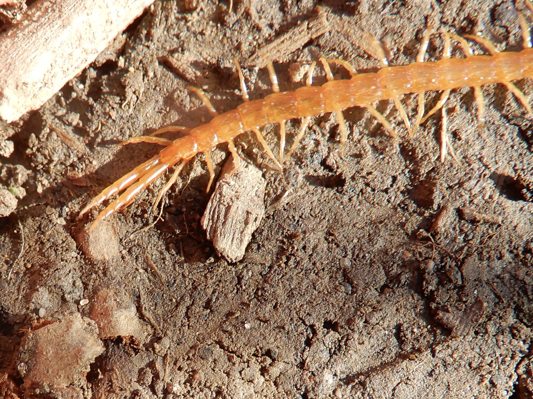 Cryptops anomalans Newport, 1844