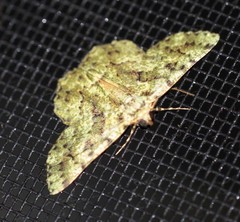 Aeolochroma hypochromaria