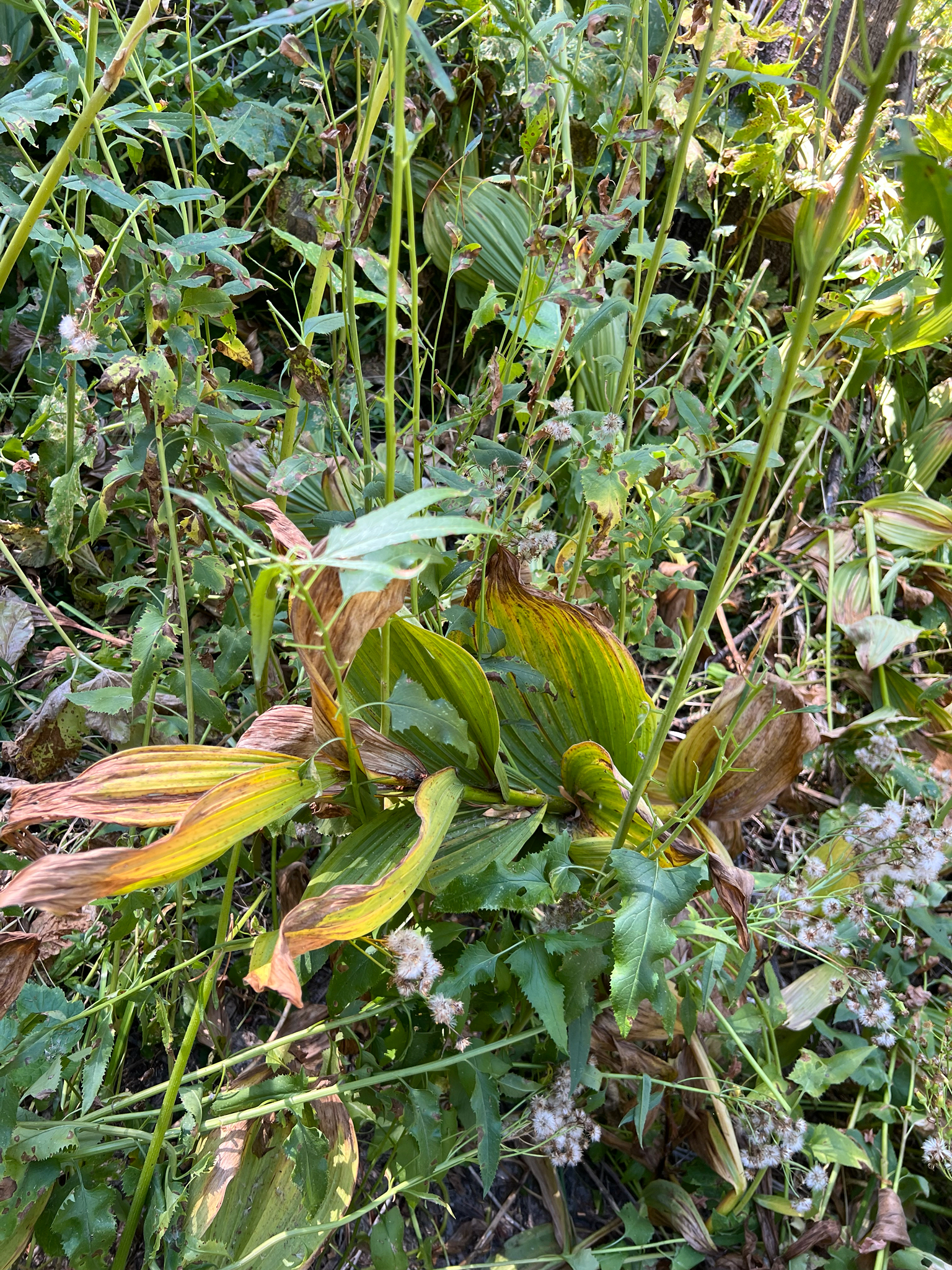 Corn Lily (Veratrum californicum)