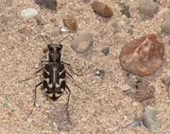 Cicindela tranquebarica kirbyi