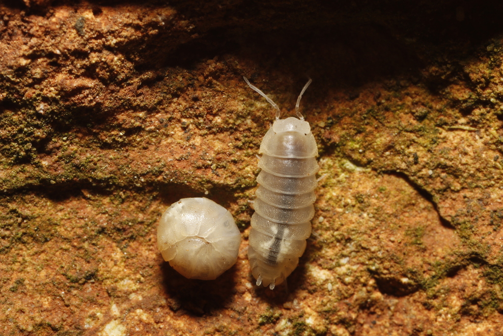 Typhlarmadillidium