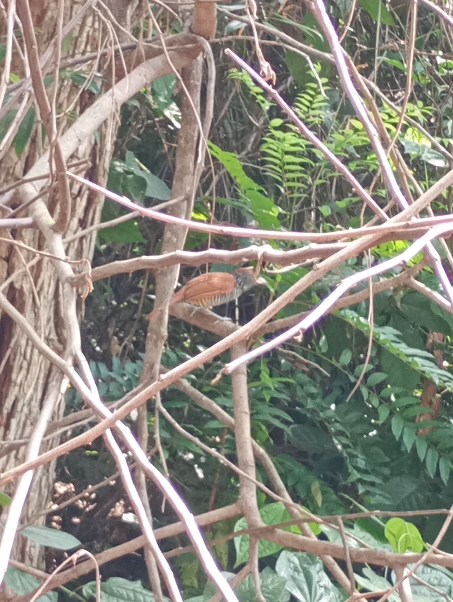 Chestnut-backed Antshrike (Thamnophilus palliatus), photo 4