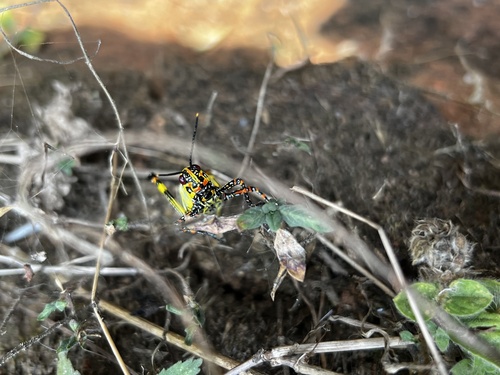 Variegated grasshopper