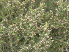 Erica puberuliflora
