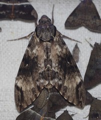 Psilogramma menephron