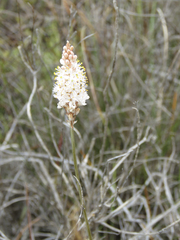 Bulbinella cauda-felis