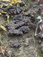 Scytinium dactylinum
