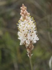 Bulbinella cauda-felis