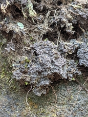 Scytinium dactylinum