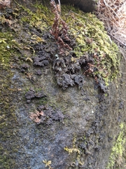Scytinium dactylinum