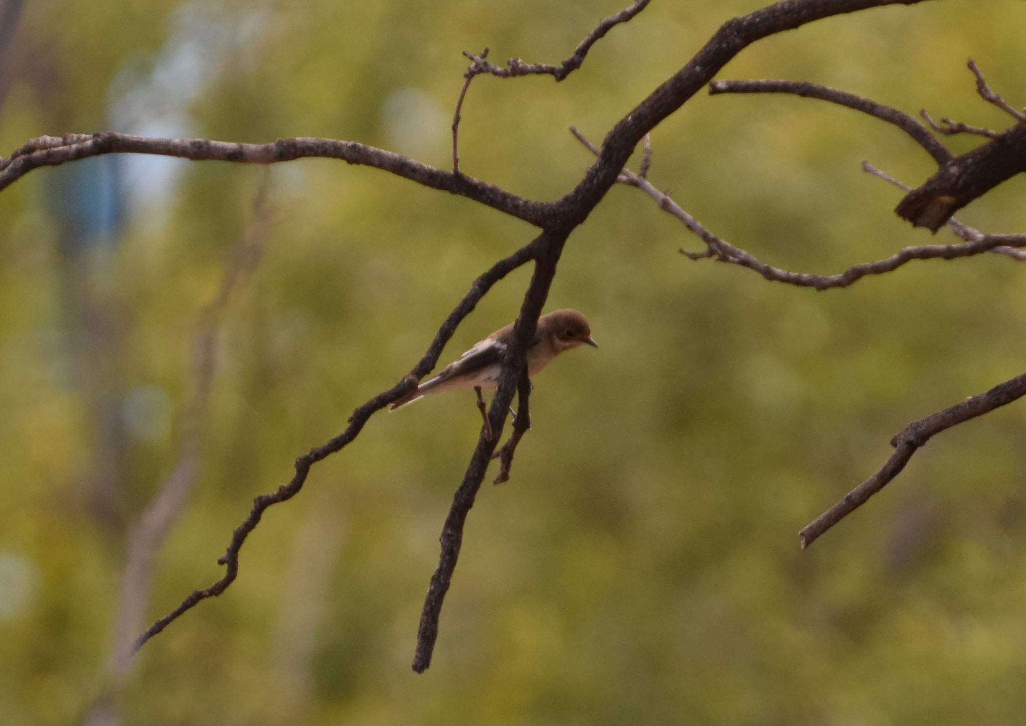 European Pied Flycatcher