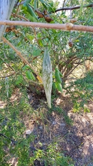 Polystemma cordifolium