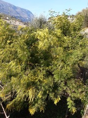 Acacia dealbata dealbata