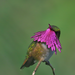 Wine-throated Hummingbird - Photo (c) Denilson Eliu Ordoñez Moreno, some rights reserved (CC BY-NC), uploaded by Denilson Eliu Ordoñez Moreno