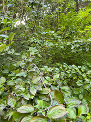 Cornus sessilis, photograph author not stated, no rights reserved